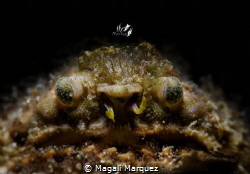 Grumpy old man 😁
Crab with Retra snoot 
(Calappa gallu... by Magali Marquez 